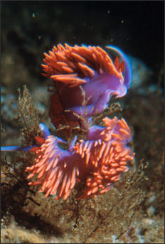 20110307-NOAA nudibranch cavort_1003.jpg